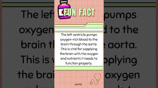 Which part of the heart is responsible for pumping blood to the brain ❤️ mededtrivia quiz trivia [upl. by Stroup]