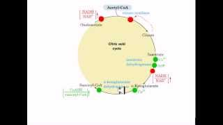 The coordinated control of glycolysis and krebs cycle [upl. by Ayiak]