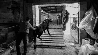 😨😱Embarque de los toros de Lopene😱😨 [upl. by Maya]