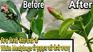 Easiest way to control White Mealybugs on Hibiscus  without any pesticides [upl. by Ab]