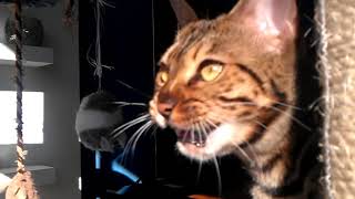 Bengal cat making hilarious chatter noises at the birds outside [upl. by Byrann818]