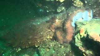 Giant Pacific Octopus in Puget Sound Washington [upl. by Elyr126]