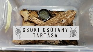 Csoki csótány Blatta lateralis tartása  CSÓTÁNYTARTÁS 1 [upl. by Newnorb]