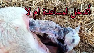 ساعدت بعض النعجات على الولادة اول ولدة لواحد النعجة افجأتني بثلاثة خرفان ماشاء الله [upl. by Maiah]