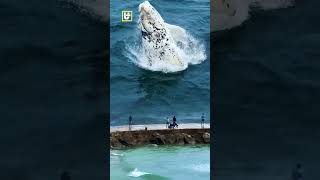 RARE MOMENT Mysterious Migaloo Whale Appears on the Beach animals foryou [upl. by Ramel]