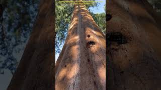 Giants Among Us A Journey Through the Majestic Trees of Sequoia National Park [upl. by Patt603]