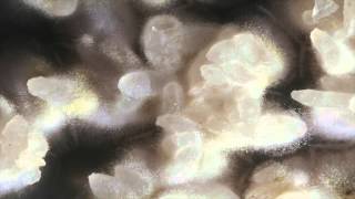 Time lapse video of Aspergillus oryzae koji growing on rice [upl. by Yart]