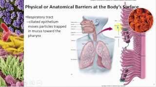 Chapter 12 Host Defenses Part I Overview and Nonspecific Defenses  Cowan  Dr Mark Jolley [upl. by Franzen]