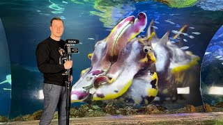 NEXT LEVEL AQUARIUM ANIMAL  750000 liter PRIVATE TOUR  Sea Life Germany [upl. by Nalani]