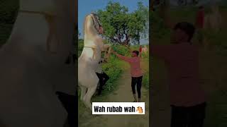 horse vairalvideo instagram trending [upl. by Rotce]