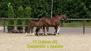 Veulenveiling Dronten  17  Unicum S  Desperado x Apache [upl. by Kwapong]