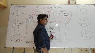 Micturition reflex  In English  cystometrogram  Renal  Physiology  MBBS  Medical students [upl. by Alle913]