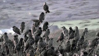 Starlings Coming To Roost  Starling Murmuration in Cornwall UK [upl. by Getraer364]