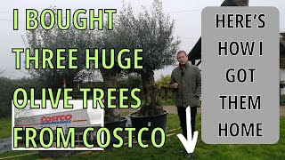 Huge Olive Tree Transportation  how to move huge plants [upl. by Aivad]