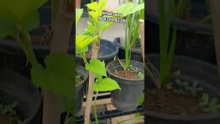 மல்பெரி சீக்கிரம் காய்க்க tipsTips for Mulebrry fruiting Mulberry plant for sale [upl. by Sidran]