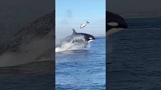 Dangerous Encounter Of Killer Orcas  whale orca ocean sea trending shortsfeed shorts [upl. by Ennaihs]