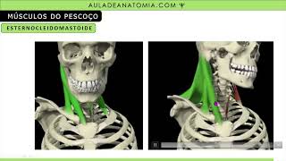 RESUMO MÚSCULOS DA ATM E PESCOÇO anatomy fisioterapia medico enfermagem musculação muscular [upl. by Atela]