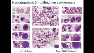 Hematopoiesis Simplified  Part 1 Erythropoiesis [upl. by Irrem]