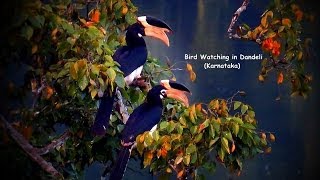 Bird Watching in Dandeli  Karnataka [upl. by Shepperd]