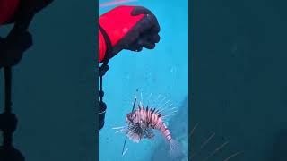 Always lionfish Aslan Balığı [upl. by Maclay]