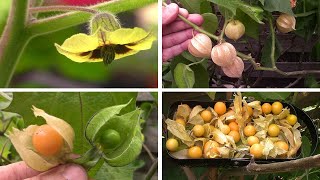 Faire pousser des Physalis  Growing physalis [upl. by Brion]