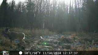 Chevreuil Lanaudière Novembre 2024 trail cam [upl. by Gerome]