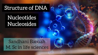 Structure of DNA nucleotides and nucleosides Molecular basis of inheritance [upl. by Ygief5]