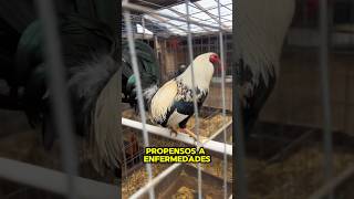 La pimienta🐓🇺🇸🇲🇽LO MEJOR PARA DARLE A GALLOS PARA NUTRIRLOS MEJOR gallo galleros gallofino [upl. by Iclek]