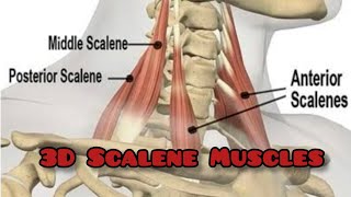 Scalene Muscles 3D origin insertion Anterior middle and posterior scalene Muscles [upl. by Valentina624]