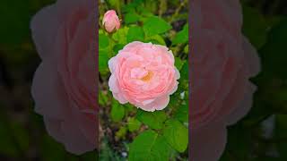 David Austin Roses  Eglantyne beautifulroses davidaustinroses englishroses rosegardens rose [upl. by Lamiv635]