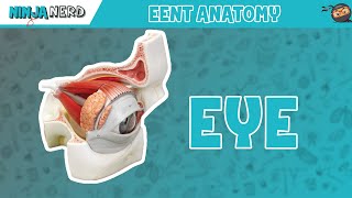 Special Senses  Eye Anatomy with Extraocular Muscles  Model [upl. by Atinat]