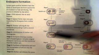 Endospore Formation [upl. by Annahaj504]