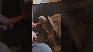 Feeding giant tortoise a carrot I get bit [upl. by Kcirdec]