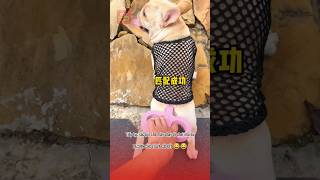 Sạc pin cho Lu đi chơi và cái kết 😂🥰 pets thucung topfunny funny viralvideo haihuoc giaitri [upl. by Netsyrc]