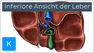 Leber Aufbau und Strukturen von inferior Vorschau  Kenhub [upl. by Meadow]