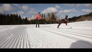 Doberman Skijoring  4WD  No Breaks [upl. by Demona]