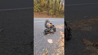 The Tiny Biker Squirrel That Shocked Everyone 😱🔥 shorts [upl. by Ahsrav]