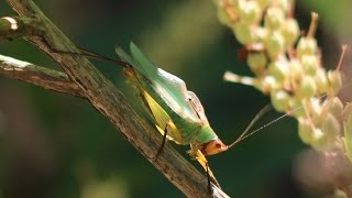 Katydid Stridulating [upl. by Hurlow42]