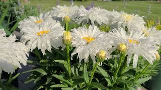 A minute with Shasta Daisy Leucanthemum Belgian Lace  Short Version Highlights Its Main Points [upl. by Anaitat]