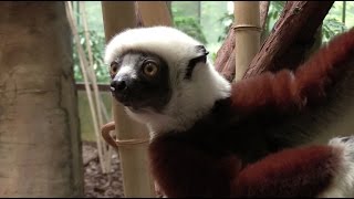 Sifaka Lemur Training  the Maryland Zoo [upl. by Alver]