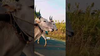 Bullockcart video 😍🤩 trending viral bullock bullockcartvideos hublidharwad hubli ytshorts [upl. by Leisam]