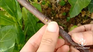 Greffe en écusson sur un figuier  T or Shield bud grafting on fig tree  تطعيم التين بطريقة العين [upl. by Jessika235]