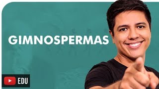 GIMNOSPERMAS  BOTÂNICA  Prof Kennedy Ramos [upl. by Rooker]