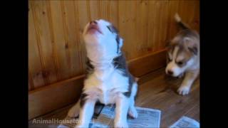 Husky Puppies Discover Howling [upl. by Wanonah]