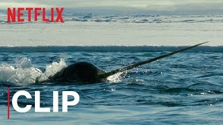 Our Planet  Narwhals  Clip  Netflix [upl. by Ecirtel]