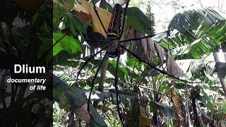 Giant golden orbweaver Nephila pilipes  part 1 [upl. by Staw93]