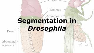 Segmentation in Drosophila [upl. by Novikoff]