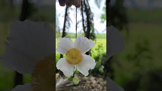 Twin Flowers from Ironwood tree 🌲 f💮🍃 [upl. by Eirrehs]