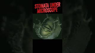 Stomata under microscope  Opening and closing of stomata stomata biology ncert anatomy [upl. by Aig]