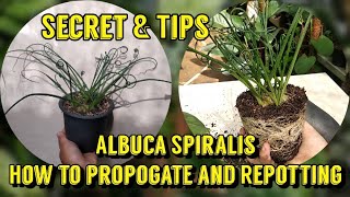 Albuca Spiralis Care amp Propagate AlbucaspiralisAlbuca guide [upl. by Letch]